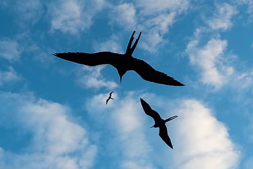 Great frigate birds-flying against a blue sky South Plaza Island-Galapagos-Ecuador Art Print